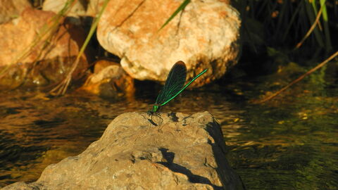 Das Bild zeigt eine Libelle, die auf einem Stein im Wasse sitzt.