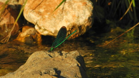 Libelle  Das Bild zeigt eine grün schillernde Libelle, die auf einem Stein sitzt. Der Stein befindet sich in einem Bach.