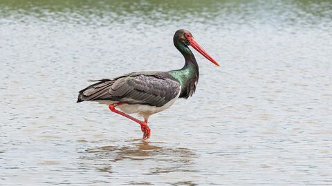 Schwarzstorch im Wasser