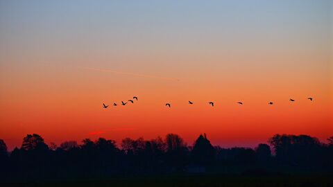 Vögel am Himmel bei Sonnenaufgang