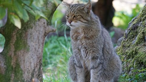 Wildkatze sitzend zwischen Bäumen
