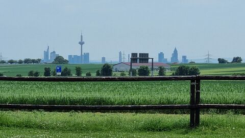 Grünes Feld mit Zaun vor Frankfurter Skyline im Hintergrund