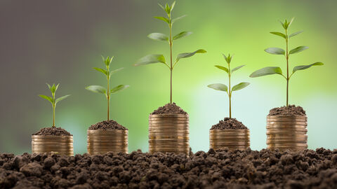 Grüne Pflanzen auf unterschiedlich hohen Kleingeldstapeln