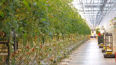 Tomatenpflanzen in großem Gewächshaus