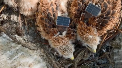 besenderte Rotmilane im Horst