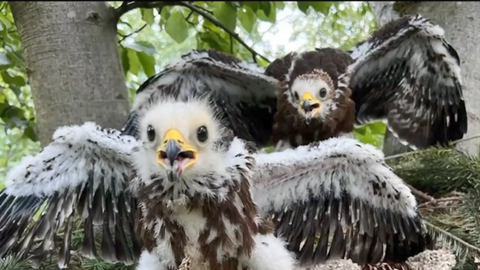 Wespenbussard im Horst