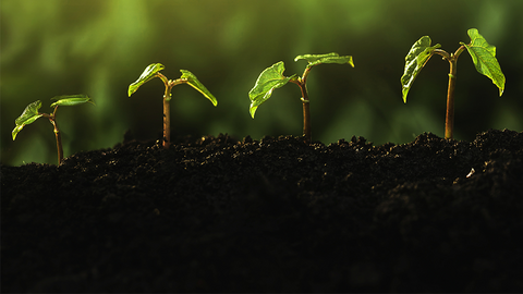 Vier Setzlinge, die aus dem Boden wachsen.