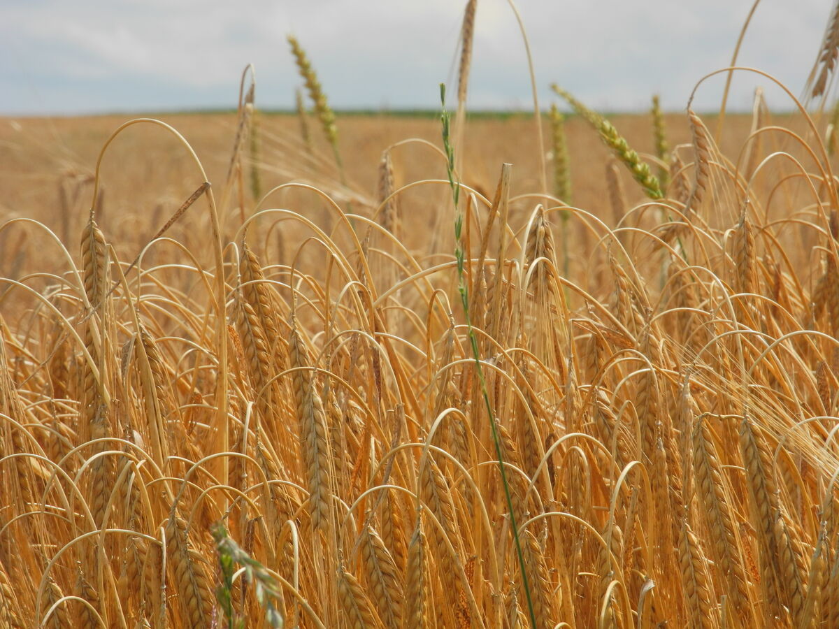 Landwirtschaft | Landesplanung.hessen.de